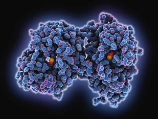 Lactoferrin